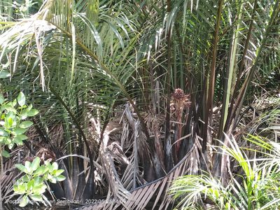 Nypa fruticans, photographed by Ong Jyh Seng