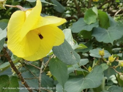 Hibiscus tiliaceus, photographed by Ong Jyh Seng