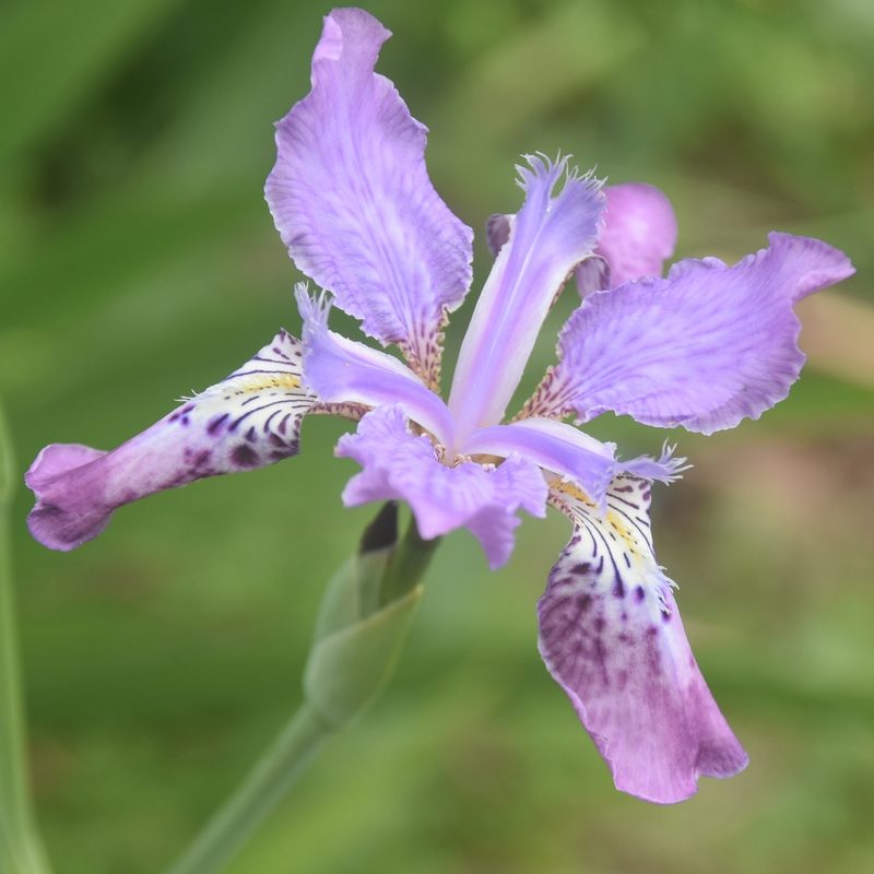Iris milesii, photographed by Name