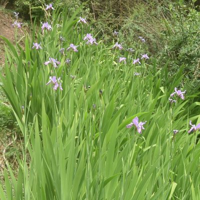Iris milesii, photographed by Name
