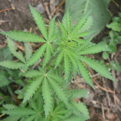 Cannabis sativa, photographed by Name