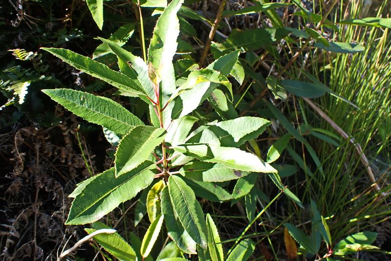 Laurophyllus capensis, photographed by Di Turner