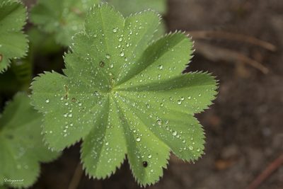 Alchemilla mollis, photographed by Tina Ellegaard Poulsen