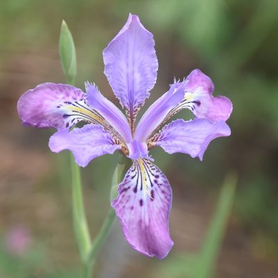 Iris milesii, photographed by Name