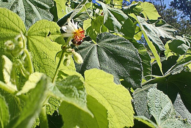 Sparrmannia africana, photographed by Di Turner