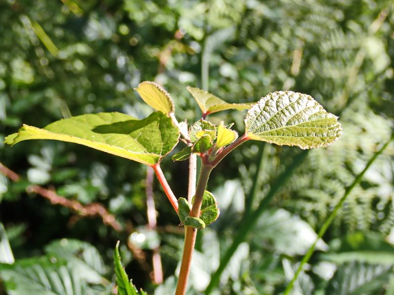 Trimeria grandifolia, photographed by Di Turner