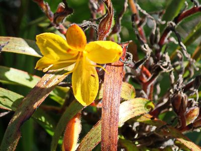 Wachendorfia thyrsiflora, photographed by Di Turner