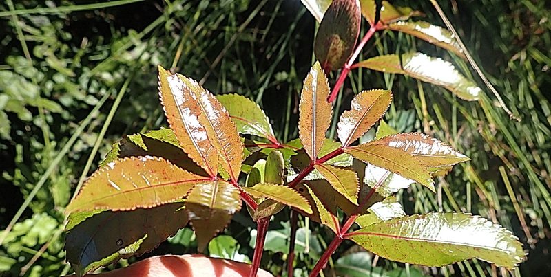 Cunonia capensis, photographed by Di Turner