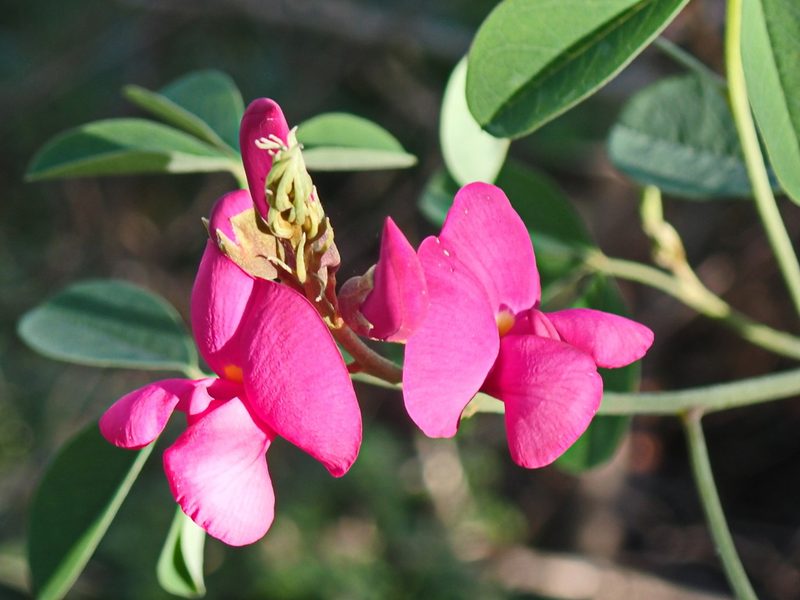Hypocalyptus coluteoides, photographed by Di Turner