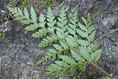 Rumohra adiantiformis, photographed by Di Turner