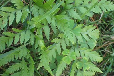 Rumohra adiantiformis, photographed by Di Turner