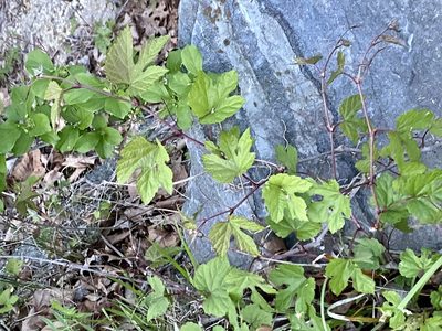 Ampelopsis glandulosa, photographed by Emily Summerbell