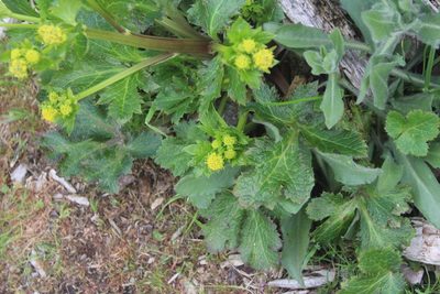 Sanicula crassicaulis, photographed by Michelle Norcéide