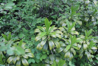 Daphne laureola, photographed by Michelle Norcéide