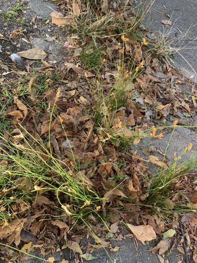Juncus imbricatus, photographed by Florencia Grattarola