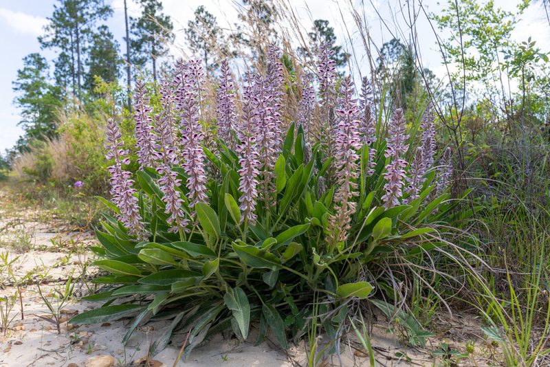Lupinus villosus, photographed by evangrimes
