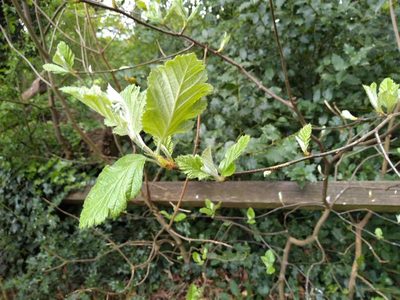 Scandosorbus intermedia, photographed by Karen Fry