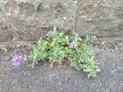 Aubrieta deltoidea, photographed by Karen Fry