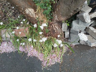 Allium neapolitanum, photographed by Karen Fry