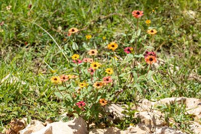 Zinnia peruviana, photographed by Thibaud Aronson