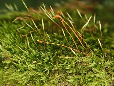 Homomallium incurvatum, photographed by Christian Berg