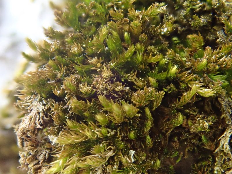 Platygyrium repens, photographed by Christian Berg