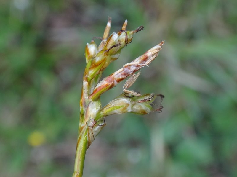 Carex ornithopoda, photographed by Christian Berg