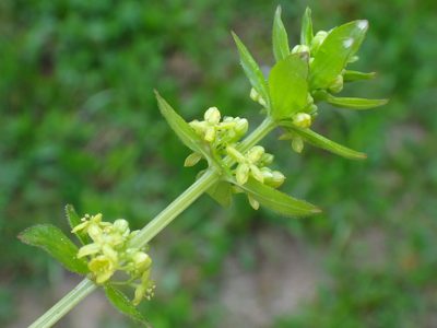 Cruciata glabra, photographed by Christian Berg