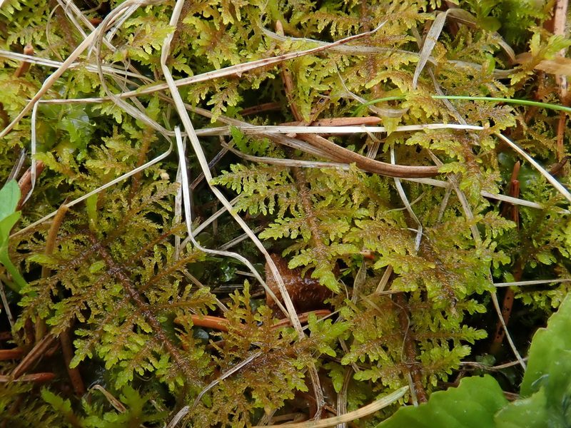 Thuidium assimile, photographed by Christian Berg