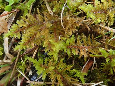 Abietinella abietina, photographed by Christian Berg