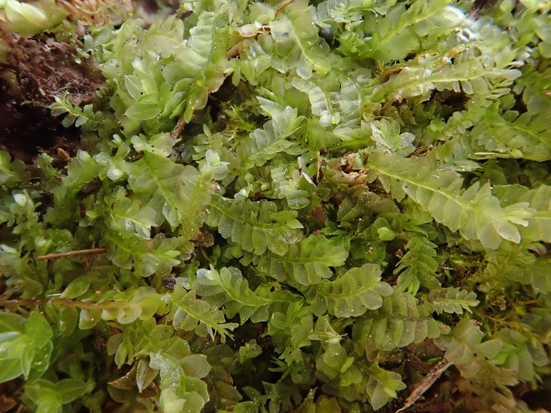 Chiloscyphus pallescens, photographed by Christian Berg