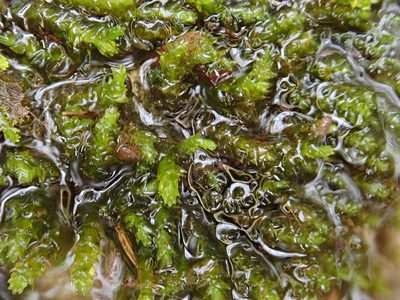 Rhynchostegium riparioides, photographed by Christian Berg