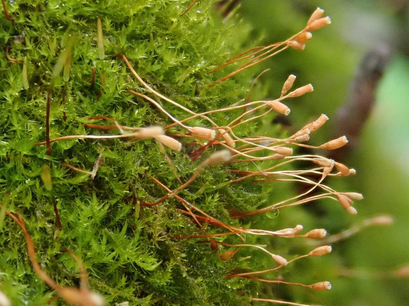 Pseudoamblystegium subtile, photographed by Christian Berg
