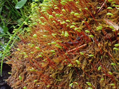 Hygrohypnum luridum, photographed by Christian Berg