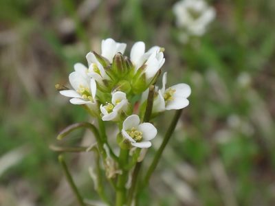 Arabis hirsuta, photographed by Christian Berg