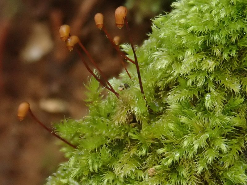 Brachytheciastrum velutinum, photographed by Christian Berg