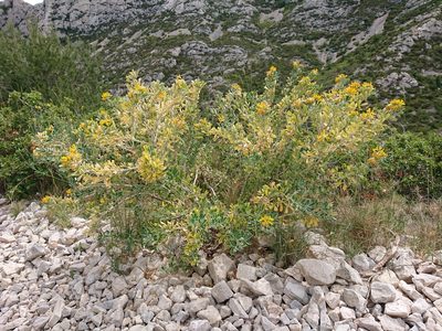 Medicago arborea, photographed by Niels Raes