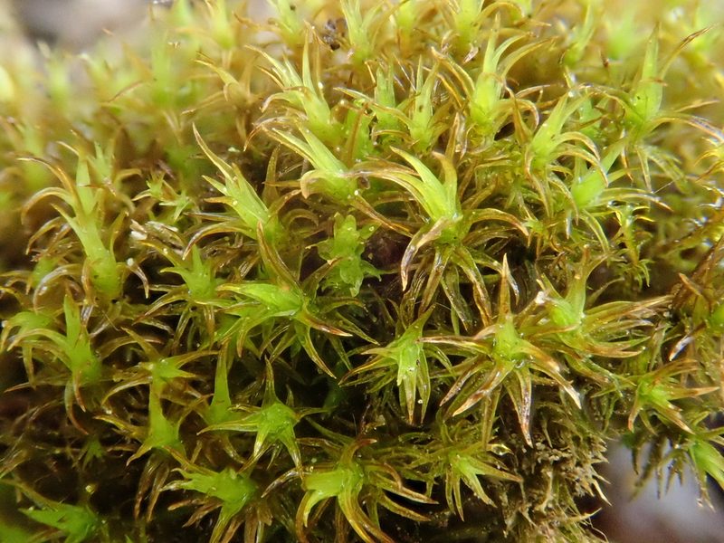 Geheebia fallax, photographed by Christian Berg