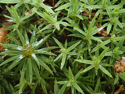 Pogonatum aloides, photographed by Christian Berg