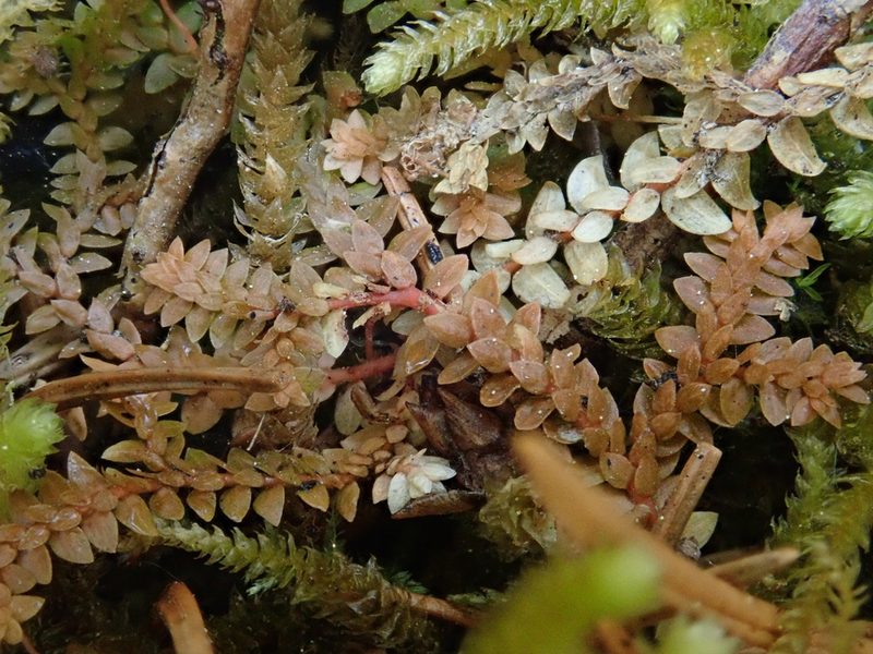 Selaginella helvetica, photographed by Christian Berg