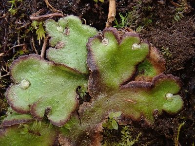 Reboulia hemisphaerica, photographed by Christian Berg