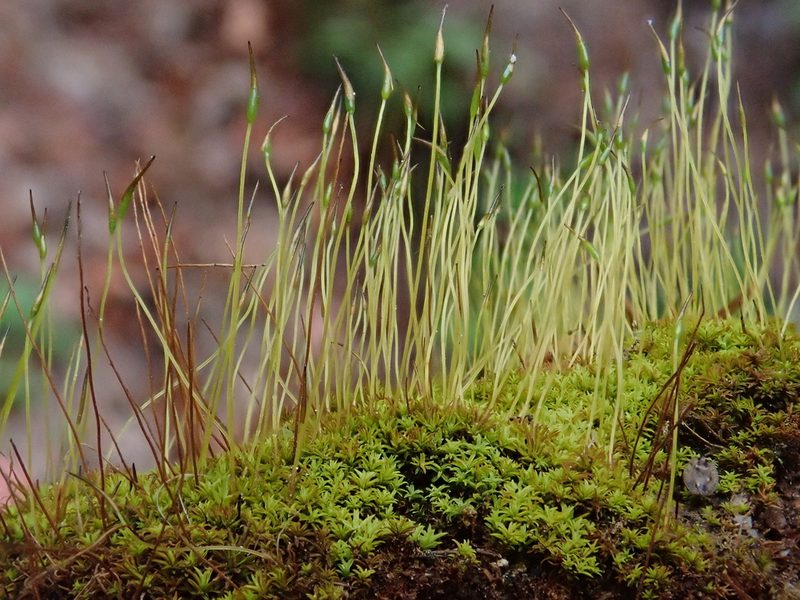Streblotrichum convolutum, photographed by Christian Berg