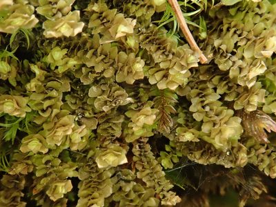Scapania aspera, photographed by Christian Berg