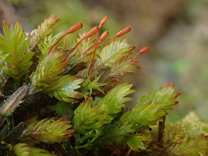Fissidens dubius, photographed by Christian Berg