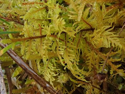 Thuidium assimile, photographed by Christian Berg