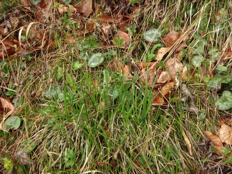 Carex alba, photographed by Christian Berg