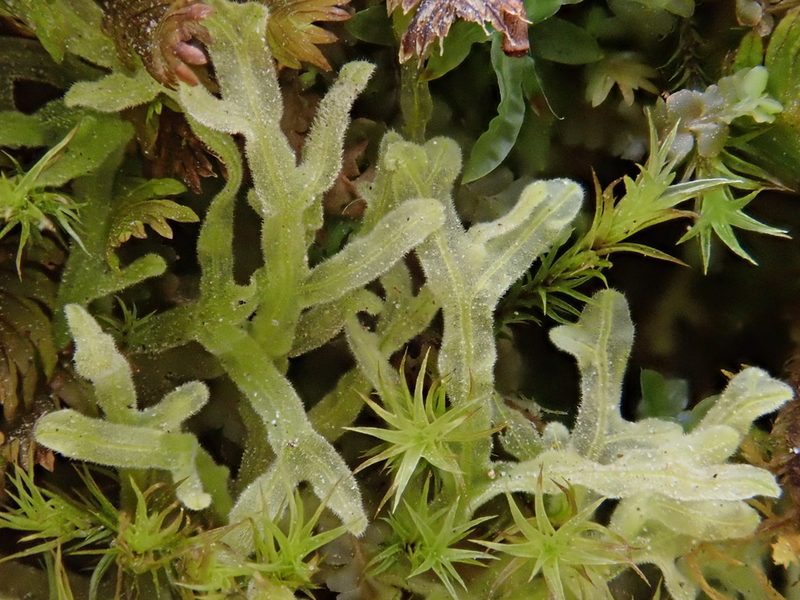 Metzgeria pubescens, photographed by Christian Berg