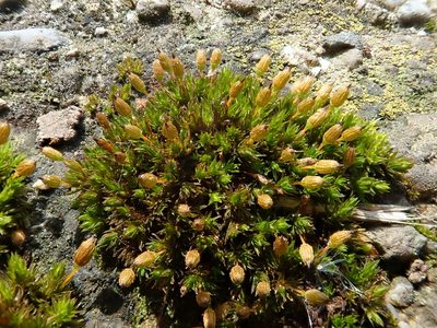 Orthotrichum anomalum, photographed by Christian Berg