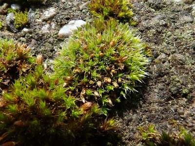 Orthotrichum diaphanum, photographed by Christian Berg