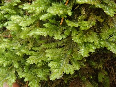 Rhystophyllum crispum, photographed by Christian Berg